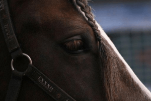 A Holistic Approach to Horse Therapy