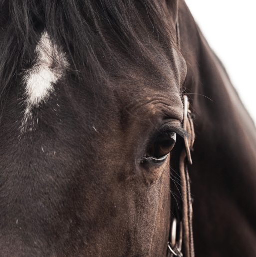 Advantages of Holistic Approach in Equine Health and Wellness