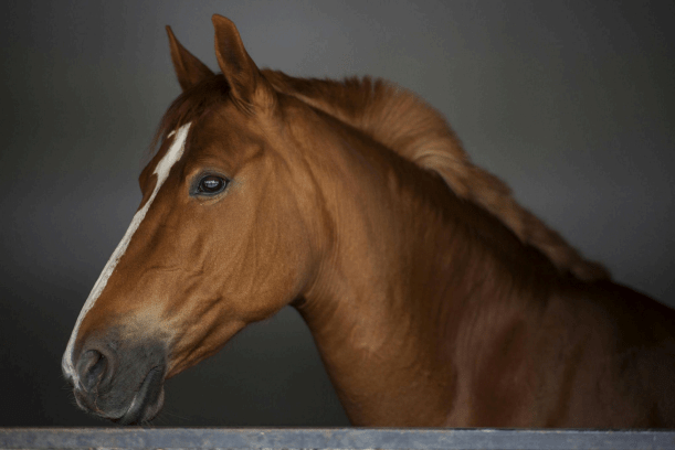 Building a Custom Therapeutic Routine for Your Horse