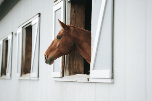Crafting the Ultimate Equine First Aid Kit