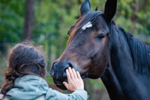 Equine Acupuncture: A Comprehensive Guide