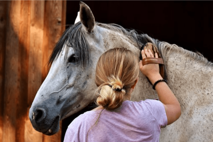 Guide to Horse Grooming: Maintaining Your Horse's Mane, Tail, and Coat
