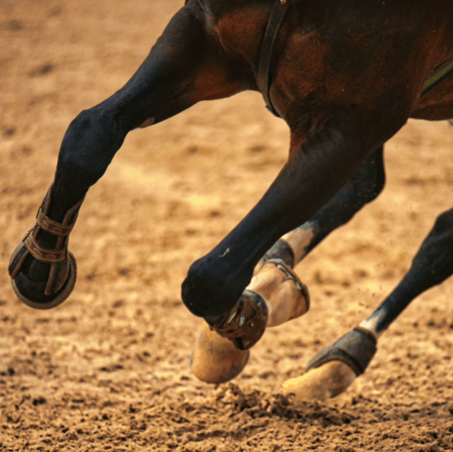 Holistic Approach in Equine Rehabilitation