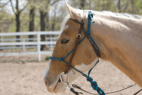 Improving Your Mindful Horsemanship Practice