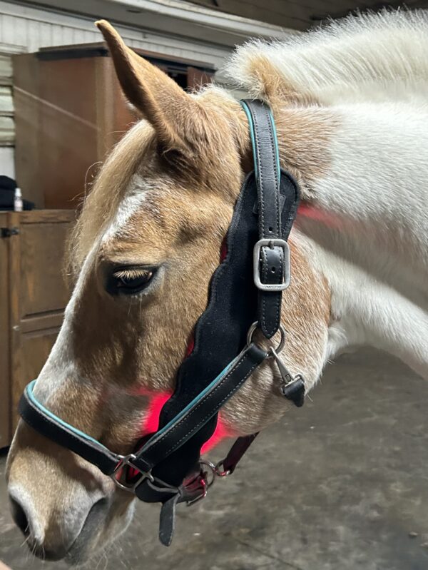 Use it under the headstall of your horse's halter to relax the pole.