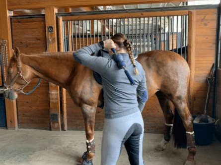 Magnetic Acupressure Roller for Horse and Rider