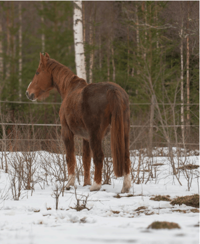 Managing Equine Arthritis: