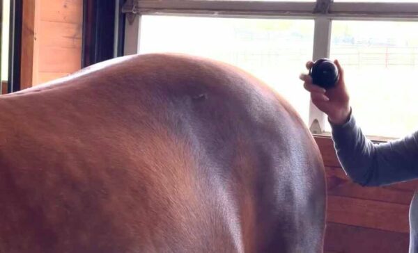 horse massage roller