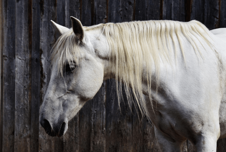 Monitoring Progress and Adjusting Strategies for Horse Stress Management