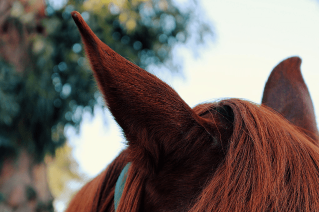 Reading Your Horse's Body Language