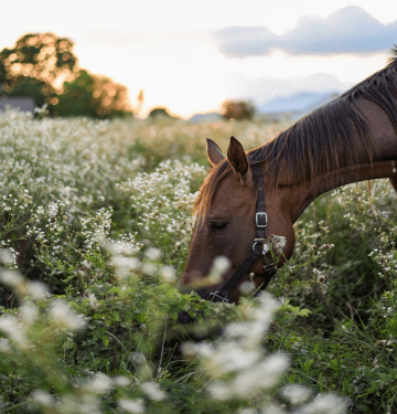 Recognizing Signs of
Stress in Your Horse