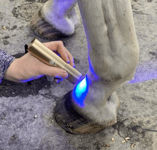 Revolutionizing Healing for Horses with Blue Light Therapy