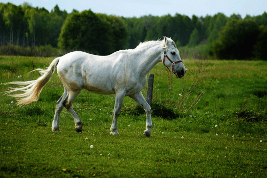 Secrets to Equine Mental Stimulation