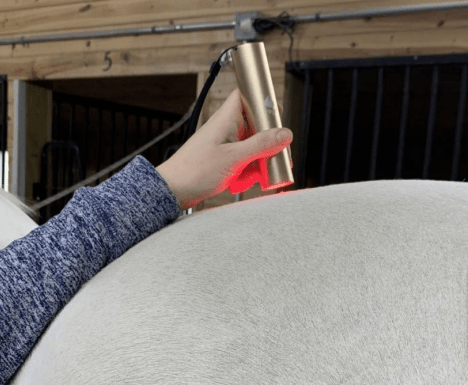 Starrider Equestrian - Pioneers in Equine Light Therapy