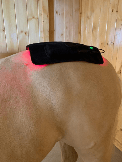 Starrider Equestrian's Legend Light Therapy Pad,