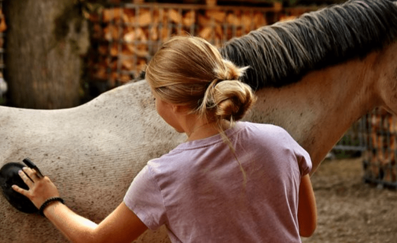 Techniques for Grooming Your Horse's Coat