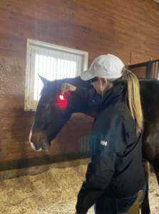 The Firefly is a game-changer when it comes to light therapy products for horses.