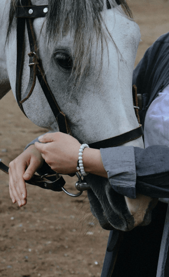 The Importance of Variety for horses