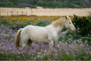 The Secret to a Calmer Horse Through Scents