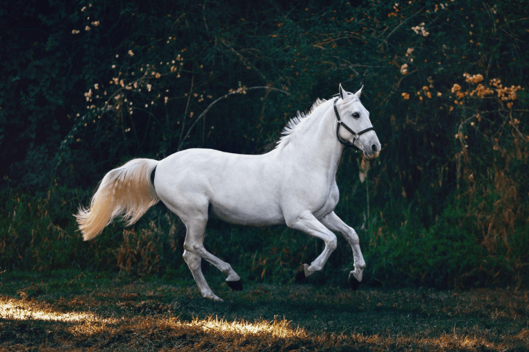 Tips and Techniques for Managing Stress in Horses